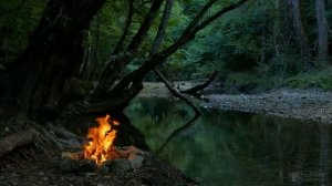 Посадка плетистых роз весной в грунт