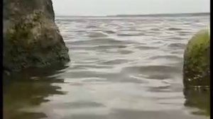 Сегодня в Братское водохранилище были выпущены мальки пеляди