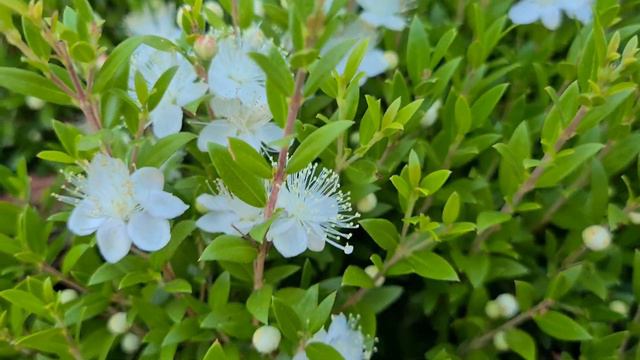 הדס מצוי ננסי פורח Myrtus communis dwarf blooming смотреть онлайн