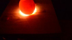 Яйца на 7й день инкубации, просвет на оплод