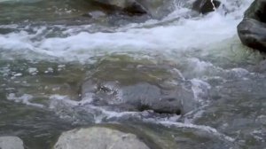 Самая красивая мелодия в мире. Нежная, хорошая музыка помогает душе расслабиться