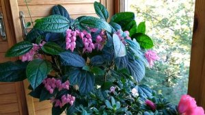 ДОЛГОЦВЕТУЩИЕ мои КОМНАТНЫЕ РАСТЕНИЯ