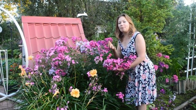 Секреты пышного цветения и ухода за флоксами | Подкормка флоксов смотреть онлайн