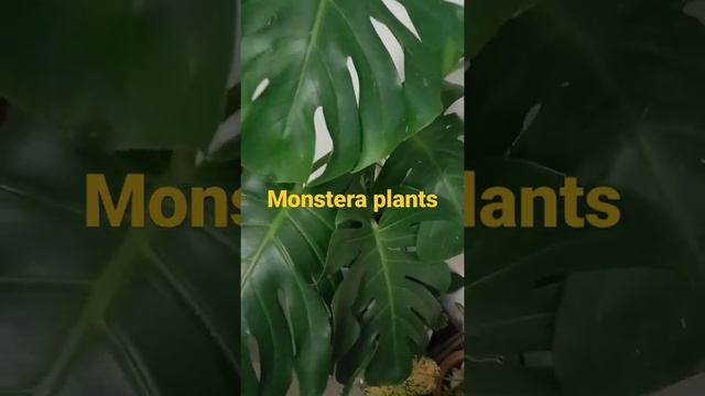 Ang cute Ng monstera plats / Short