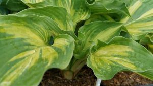 ЯРМАРКА растений в Воронеже на ул. Холмистая. ЕСТЬ ГДЕ РАЗГУЛЯТЬСЯ САДОВОДУ!!!!!