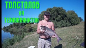 Толстолоб на технопланктон. Рыбалка на толстолобика с ночевкой. Святославка.