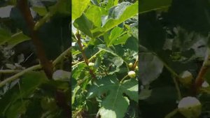 сравнение плодов и дегустация инжира