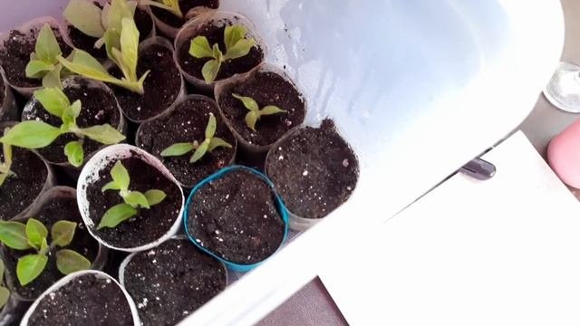 КАК СОХРАНИТЬ ПЕТУНИЮ ДО СЛЕДУЮЩЕГО ГОДА. РАСКРЫВАЮ ВСЕ НЮАНСЫ. ПРОДОЛЖАЮ ЧЕРЕНКОВАНИЕ.