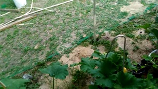 Флорида. Огородный эксперимент. Greenhouse. смотреть онлайн