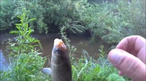 ХЕРАБУНА  БОБЫШКИ  БАМБУКОВАЯ ФЕЯ ТЕСТ НОВОЙ УДОЧКИ