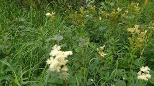 Таволга - Лабазник! ВПРОК *1*- сбор ИЮЛЬ. Особенности....!?