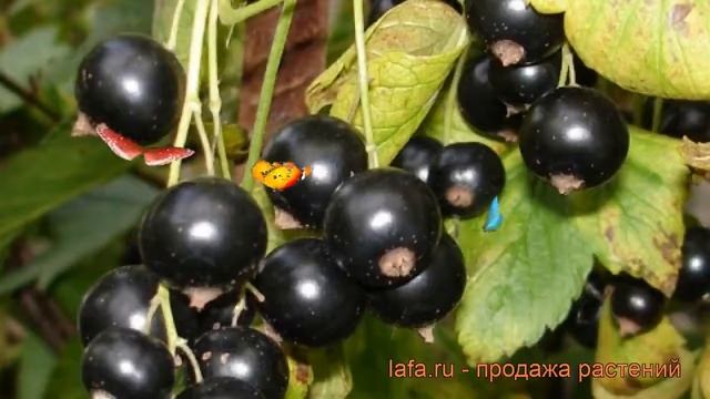 Смородина черная Гулливер (ribes nigrum gulliver) ? обзор: как сажать, саженцы смородины Гулливер смотреть онлайн