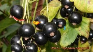 Смородина черная Гулливер (ribes nigrum gulliver) ? обзор: как сажать, саженцы смородины Гулливер