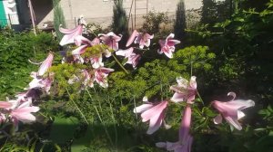 Обзор лилий Northern Carillon (рус. Нозерн Кэриллон)