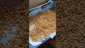 солод с ячменя в домашних условиях