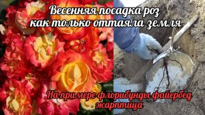 Весенняя посадка роз на примере флорибунды файерберд - жарптица.