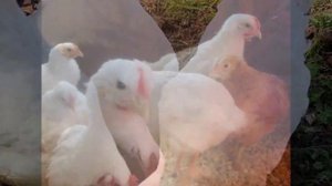 Мини мясные куры