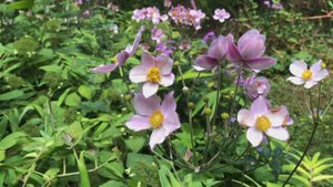 Anemone 'Queen Charlotte' | You Should Grow This!