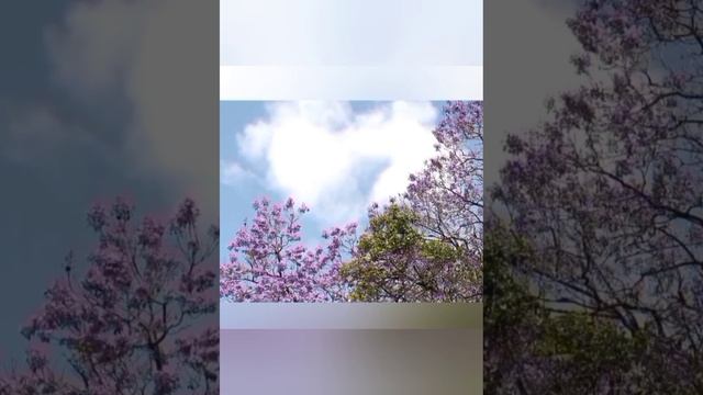 43).Отвечаю на ваши вопросы о сихре. смотреть онлайн