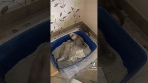 Как приучить маленьких котят ходить в туалет.