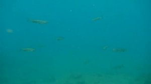 Карьер Длинный Стаи Голавлей  Каменск Шахтинский 2017