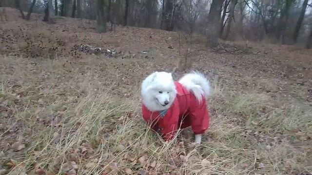 ПРОГУЛКА У РЕЧКИ САМОЕДА АЙШИ В НОЯБРЕ