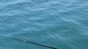 Рыбалка на черном море в апреле. Поймали радужную форель и зеленуху.