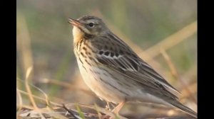 Птица лесной конек