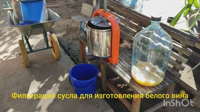 Процесс изготовления белого вина из Цитронного Магарача и Первенец Магарача. 23.09.23