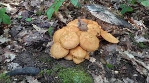 Гимнопил Юноны. Несъедобный гриб (но не ядовитый). Грибная азбука.