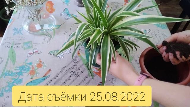Хлорофитум подрос??! Делаем вместе перевалку??