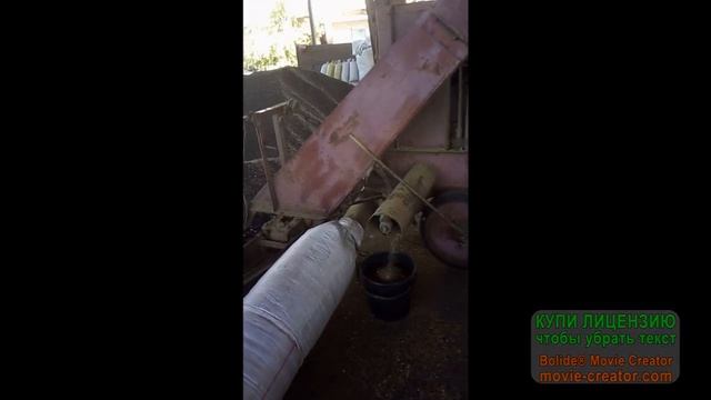 отсев амброзии полыннолистной.( Ambrósia artemisiifólia). смотреть онлайн