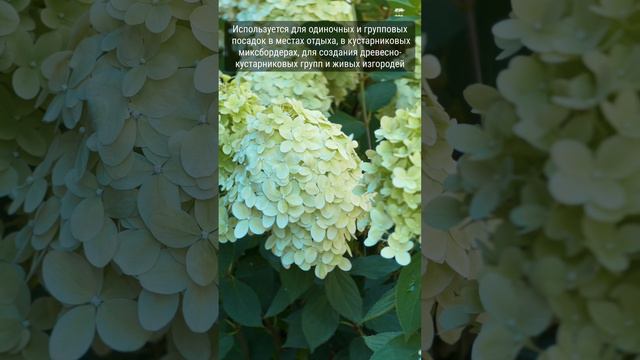 Гортензия метельчатая "Лаймлайт"
Hydrangea paniculata 'Limelight'