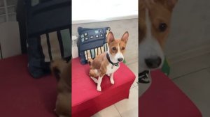 Басенджи Смарт и команда Нельзя.