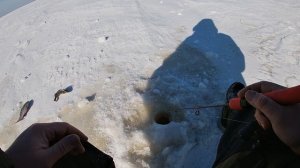 РЫБАЛКА НА РЫБИНСКОМ ВОДОХРАНИЛИЩЕ!!! Брейтово!