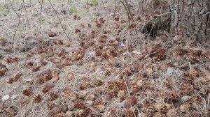 Корм для тетерева