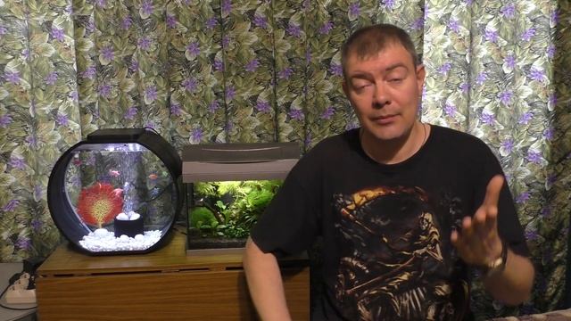 НОВЫЕ РЫБКИ В АКВАРИУМЕ - выбор, адаптация, карантин смотреть онлайн