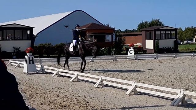 Kion by Glamourdale KWPN Езда для лошадей 5-ти лет Финал-87,2%, Кск Новый Век. смотреть онлайн