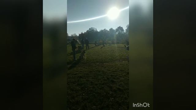 Немецкий боксёр Рона 💚 тренировка 14.10.19р. смотреть онлайн