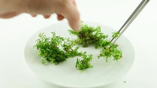 Rotala 'Green' смотреть онлайн