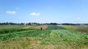 Косим люцерку мотоблоком з роторною косаркою