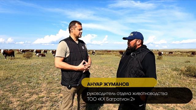 Самые дорогие акбасы Востока: генетика, рацион скота и условия содержания смотреть онлайн