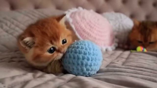 Очаровательный рыжий котенок играет смотреть онлайн