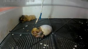 Вылупление утенка из яйца.