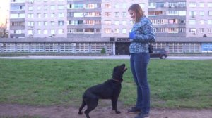 Лабрадор Белла. Занятие по дрессировке (ОКД): команды Стоять, Сидеть, Лежать, Место. Тольятти.