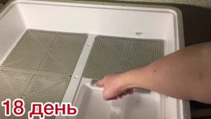 Вывод цыплят от А до Я (часть1)
