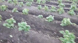 Самодельные Ежи для прополки картофеля! Испытания 2021