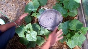 ОСНОВНЫЕ ЗАБОЛЕВАНИЯ И ПРИЗНАКИ НЕДОСТАТКА МИКРОЭЛЕМЕНТОВ У ОГУРЦОВ