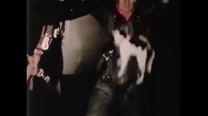 Котики в невесомости