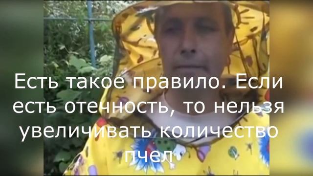 Как влияет пчелиный яд на головной мозг